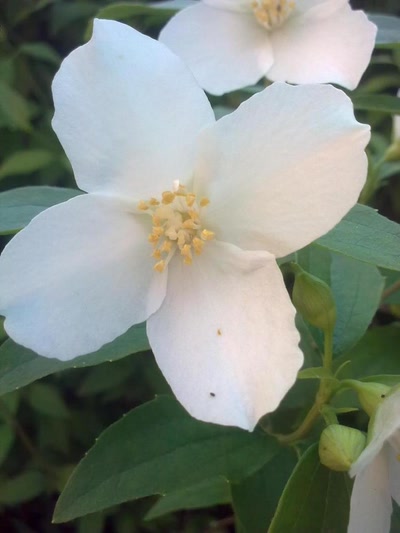 Œuvre de inano: fleur