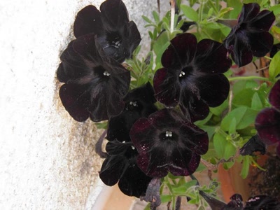 Œuvre de inano: fleurs