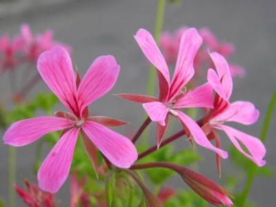 Œuvre de inano: fleurs