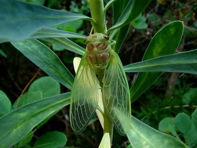 Tout de suite aprés la mue