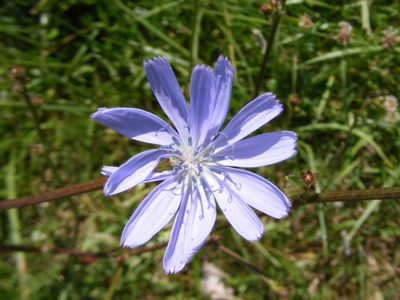 Œuvre de inano: fleurs