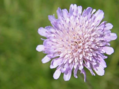 Œuvre de inano: fleurs