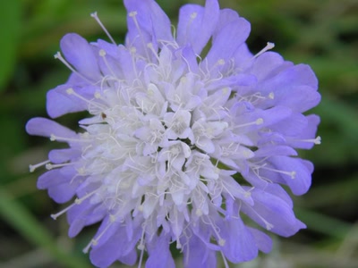 Œuvre de inano: fleurs