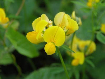 Œuvre de inano: fleurs