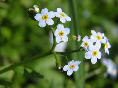 Œuvre de inano: fleurs