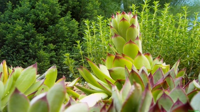 Œuvre de PurpleStorm: Nature