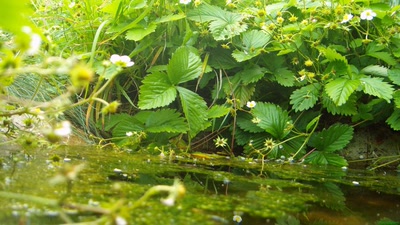 Œuvre de PurpleStorm: Nature