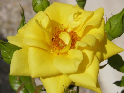 Œuvre de inano: fleurs