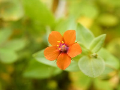 Œuvre de inano: fleurs