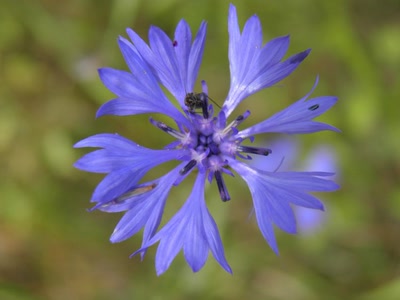 Œuvre de inano: fleurs