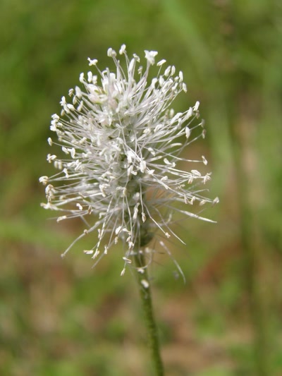 Œuvre de inano: fleurs