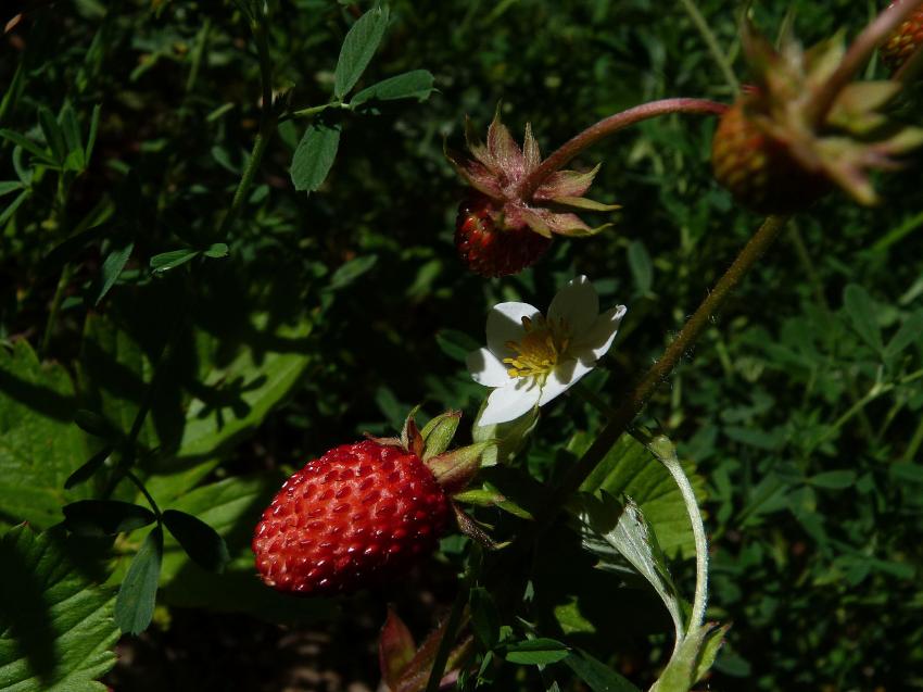 Fraise des bois 