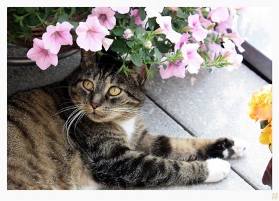 Mysty en été .....