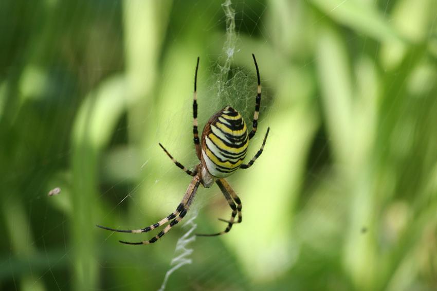 araignée
