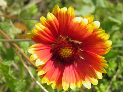 Œuvre de inano: fleurs