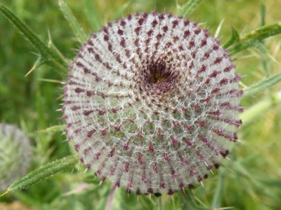 Œuvre de inano: fleurs