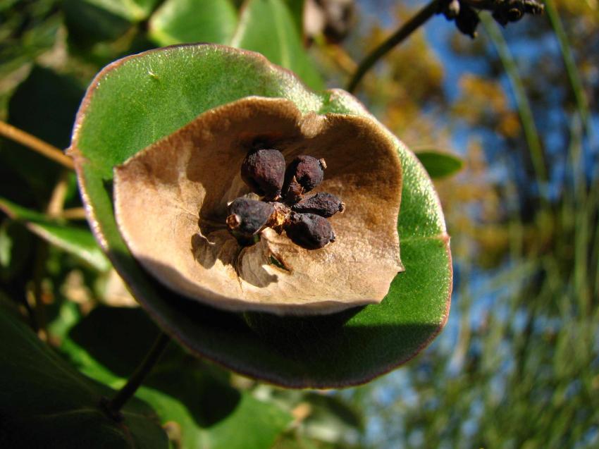 Fruits du chevrefeuille sauvage 