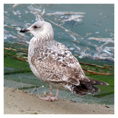 Au bord de la mer....
