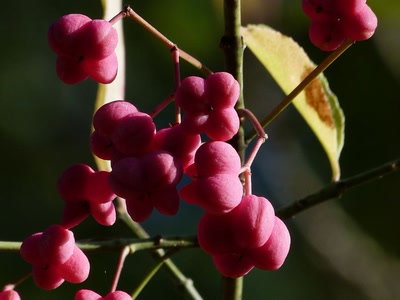 Résultat de recherche: Fleurs du fusain 