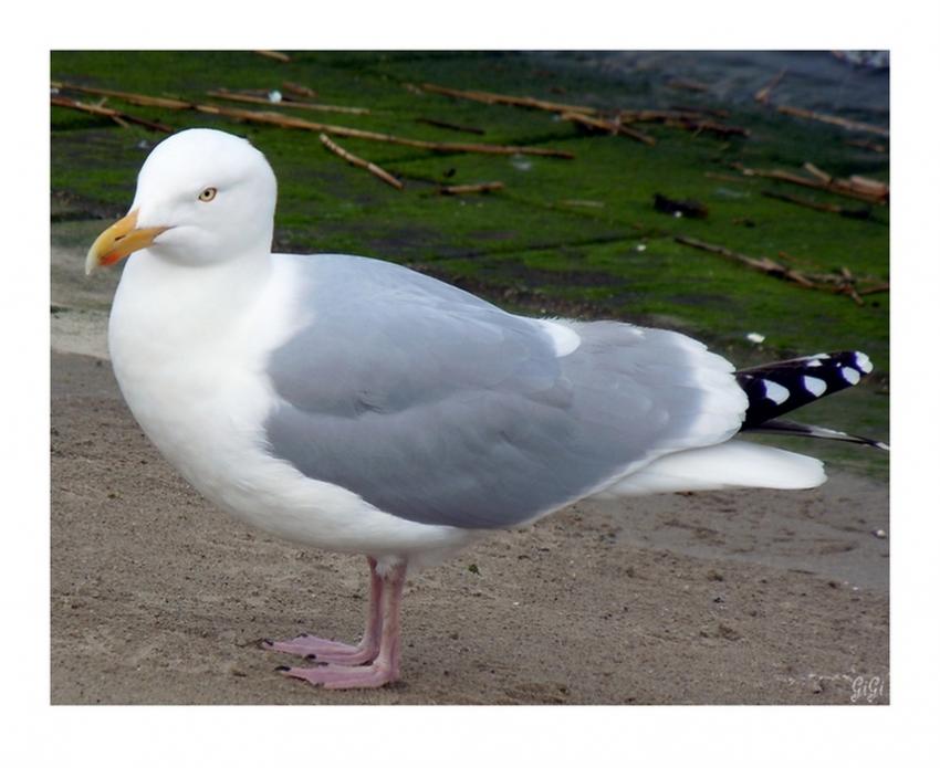 Habitant de la côte