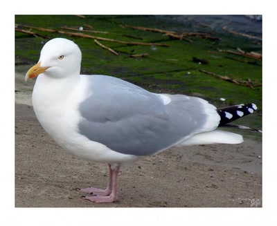 Habitant de la côte