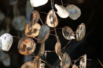 Résultat de recherche: Fruits de la monaie du pape 