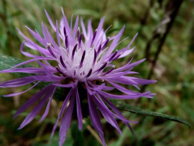 Œuvre de louloup: Centaurée 