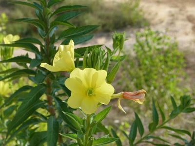 Résultat de recherche: Fleurs de navet ou rave sauvage 
