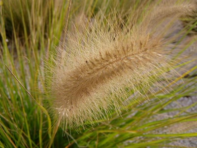 Résultat de recherche: fleurs de perols