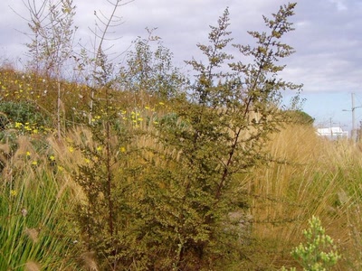 Résultat de recherche: fleurs de perols