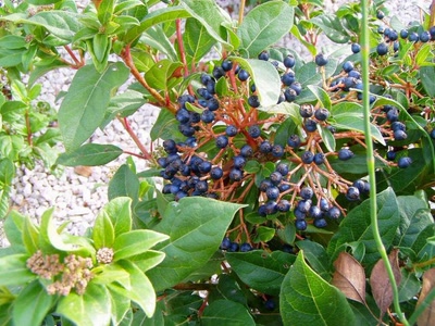 Résultat de recherche: fleurs de perols