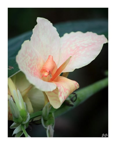 Résultat de recherche: Délicate