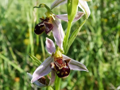 Résultat de recherche: L'orchis de la Drôme 