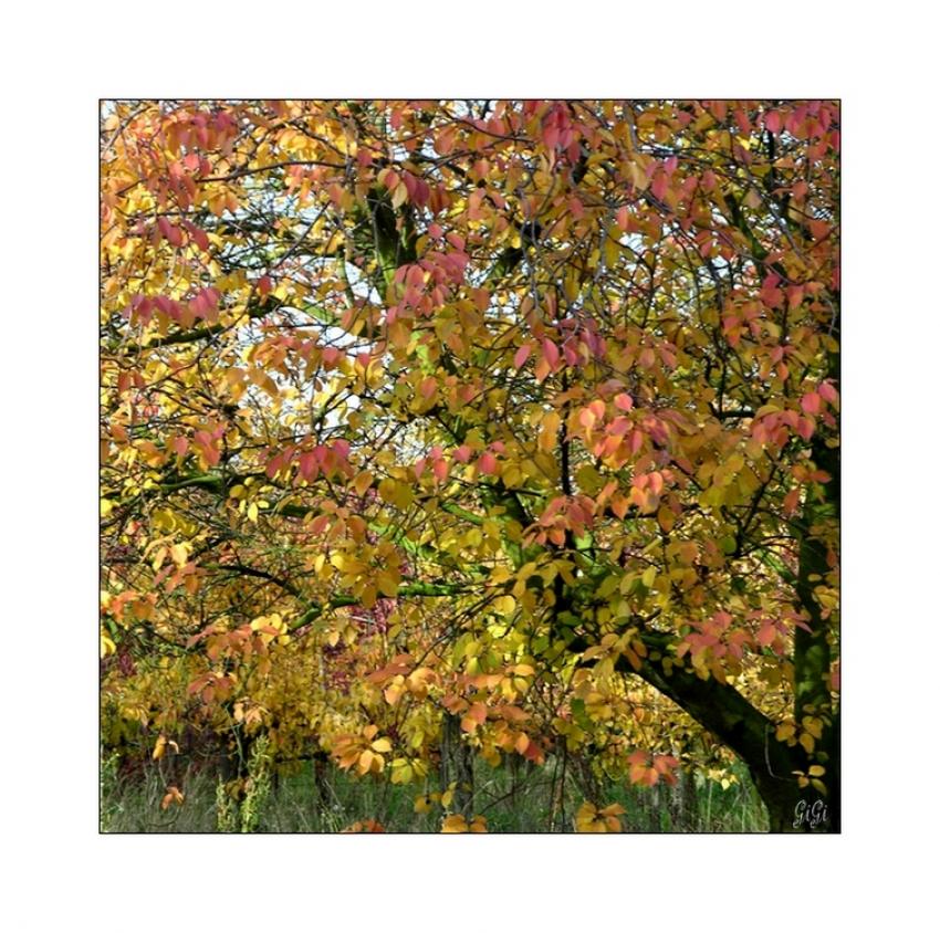 Les couleurs de l'automne
