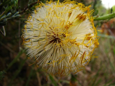 Œuvre de louloup: Akènes de pissenlit
