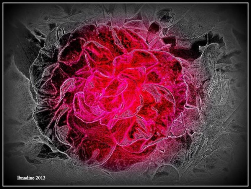 givrée... la rose...