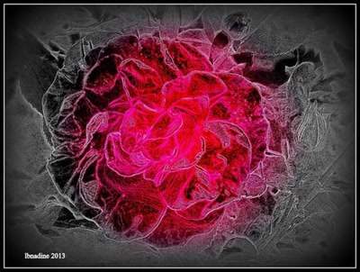 givrée... la rose...