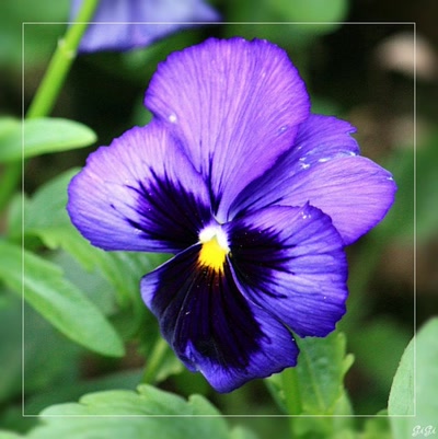 Une petite pensée.....