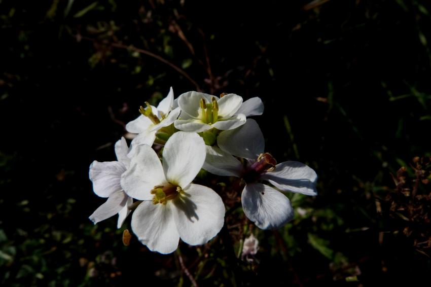 Ibéris toujours vert 