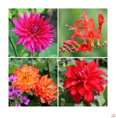 Résultat de recherche: Quatuor de fleurs.