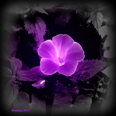 Œuvre de bnadine: le liseron...