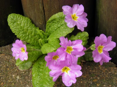 Œuvre de inano: primevères