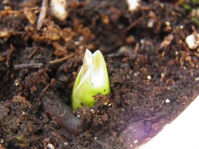 Œuvre de inano: c'est le printemps !