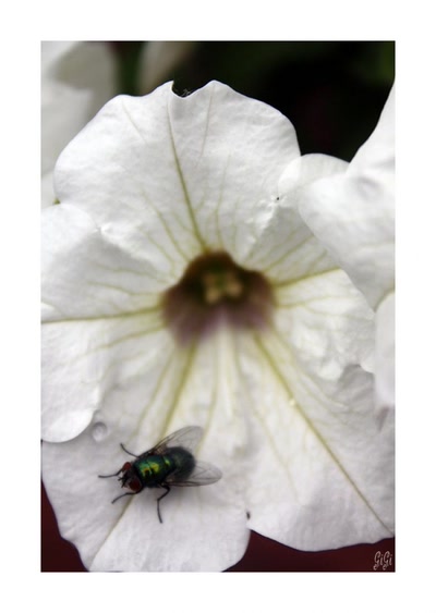 Œuvre de GiGine: la mouche