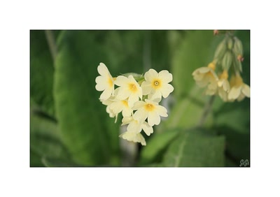 Œuvre de GiGine: Petite fleur.