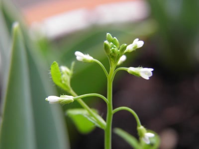 Œuvre de inano: fleurs