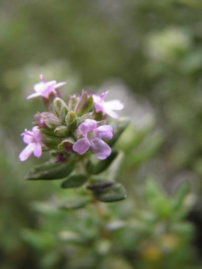 Œuvre de inano: fleurs