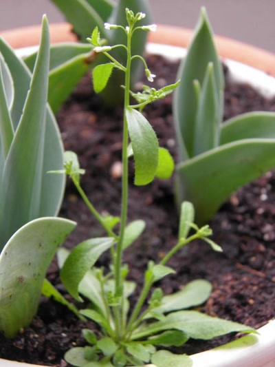 Œuvre de inano: fleurs