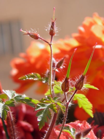 Œuvre de inano: fleurs