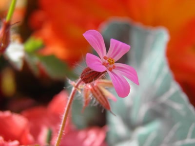 Œuvre de inano: fleurs